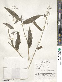 Lasiacis ligulata image