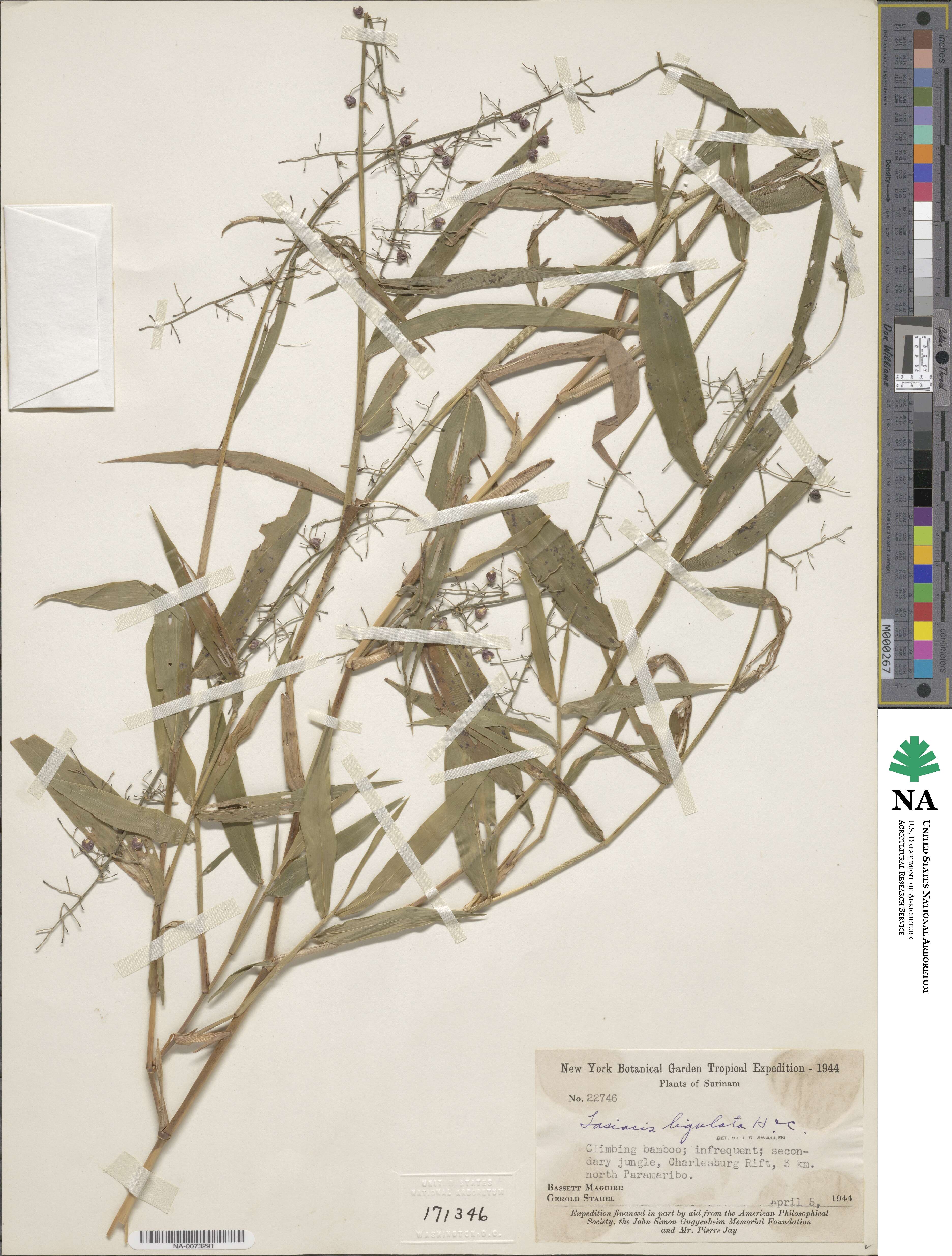 Lasiacis ligulata image
