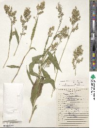 Lasiacis ruscifolia image