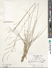 Stipa conferta image