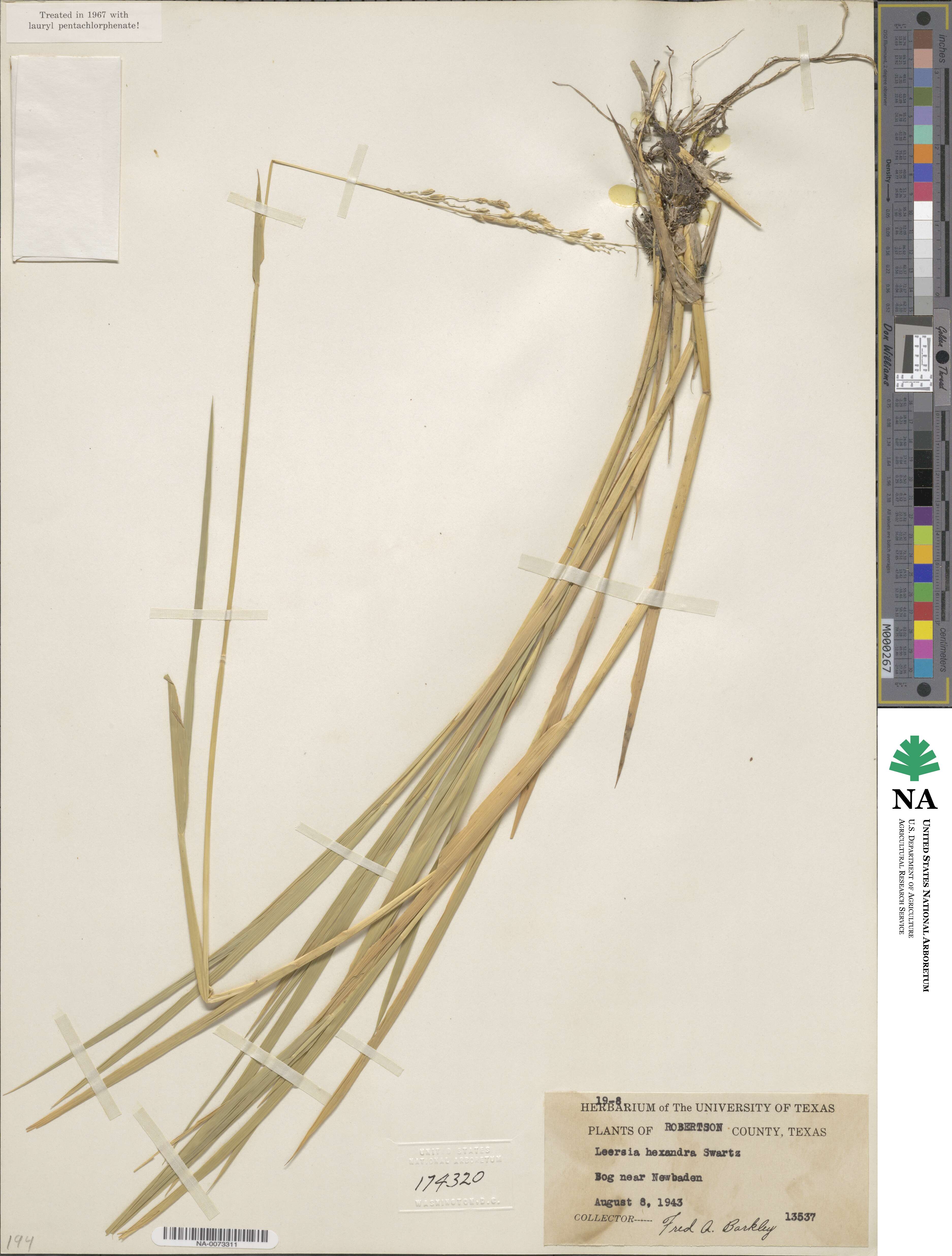 Leersia hexandra image