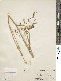 Leersia lenticularis image