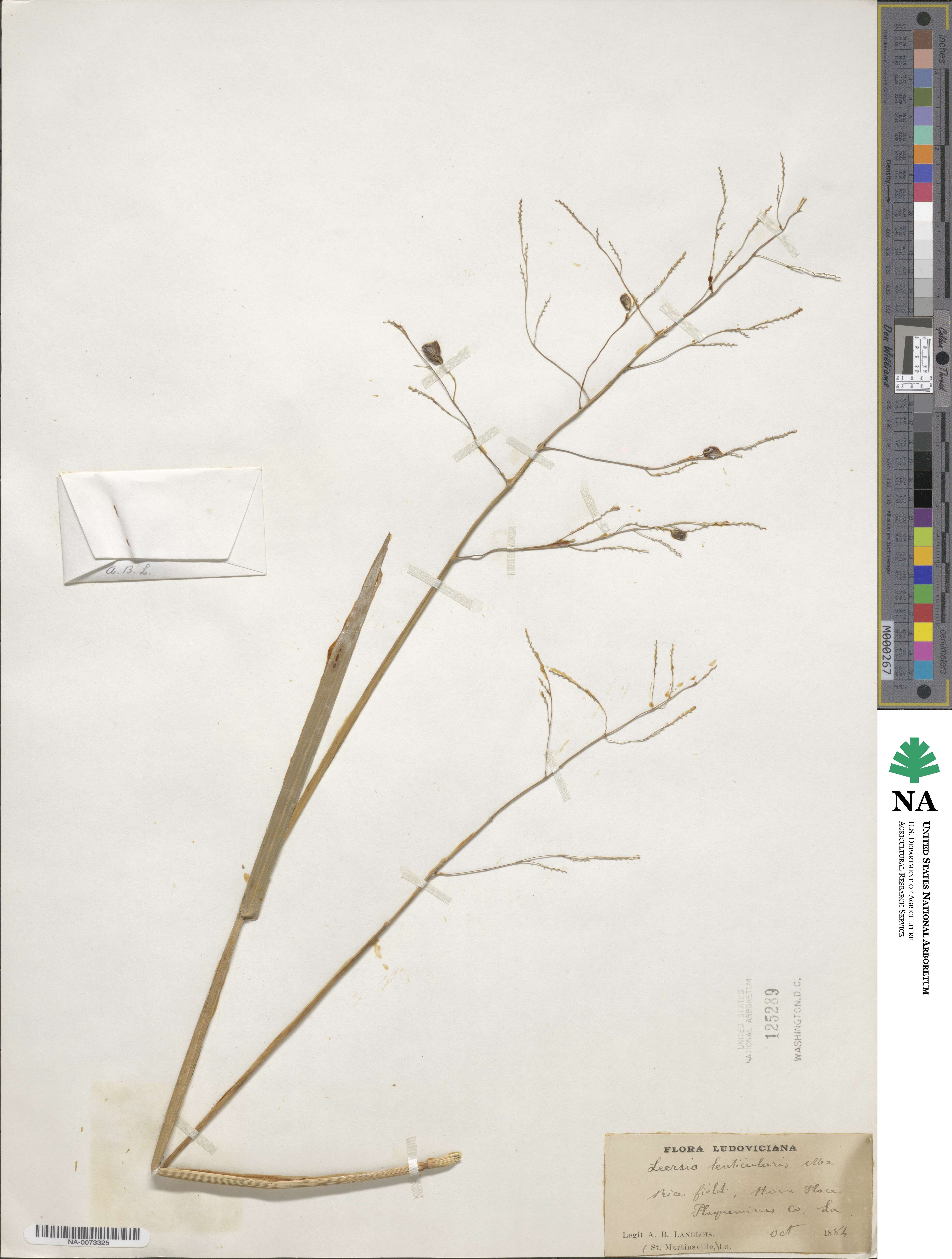 Leersia lenticularis image