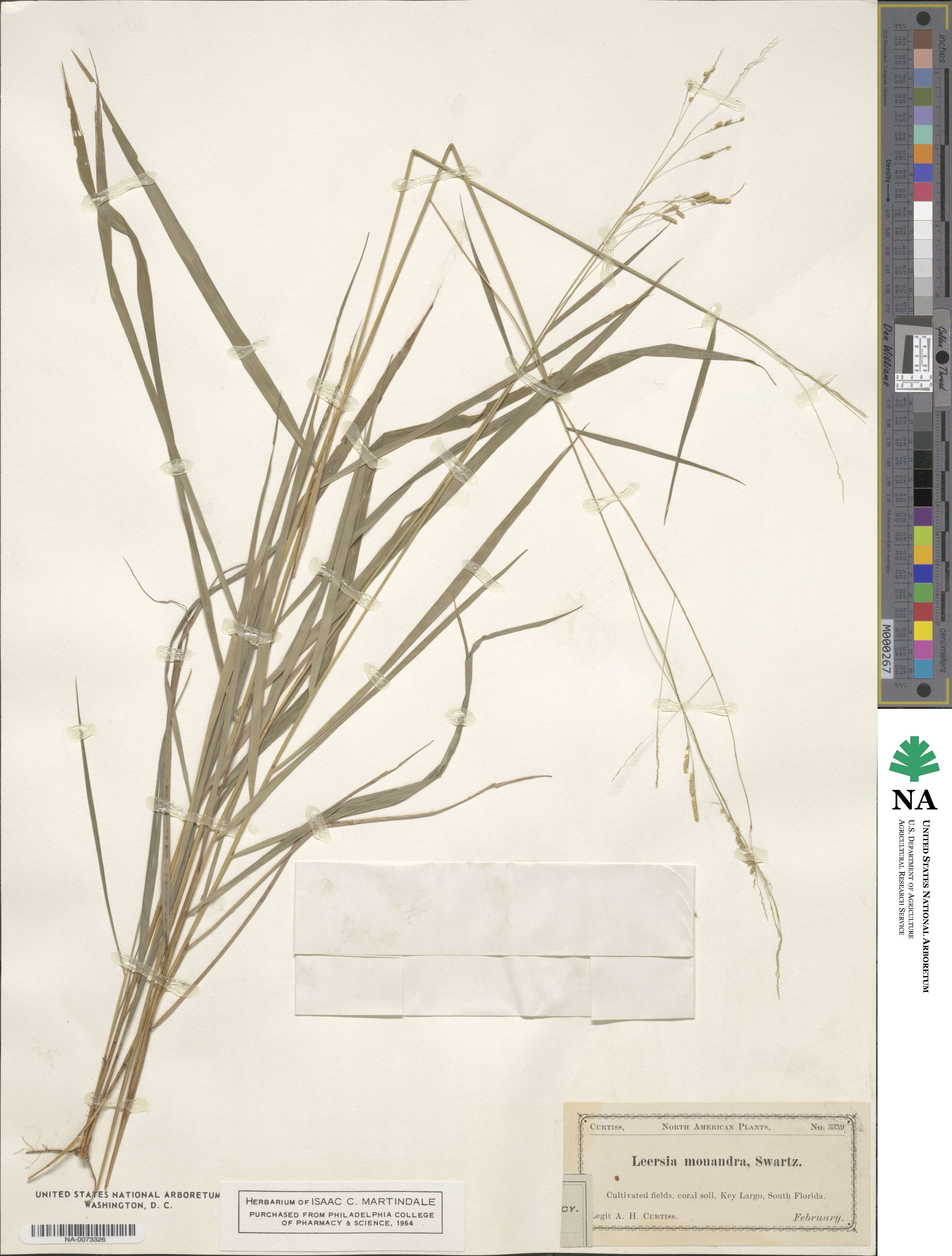 Leersia monandra image