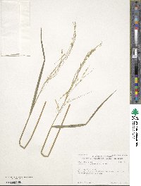 Leersia oryzoides image