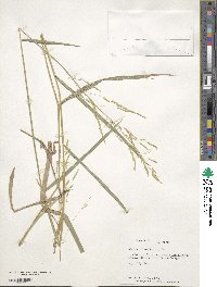 Leersia oryzoides image