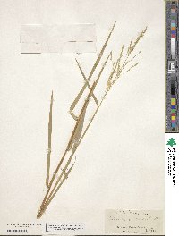 Leersia oryzoides image