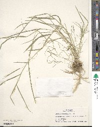 Leersia oryzoides image