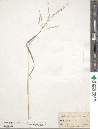 Leersia oryzoides image