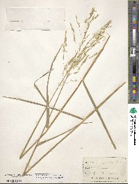 Leersia oryzoides image