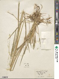 Leersia oryzoides image