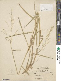 Leersia oryzoides image