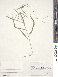 Leersia virginica image