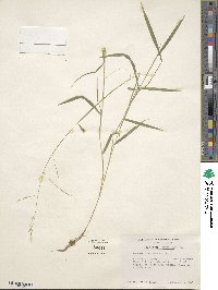 Leersia virginica image