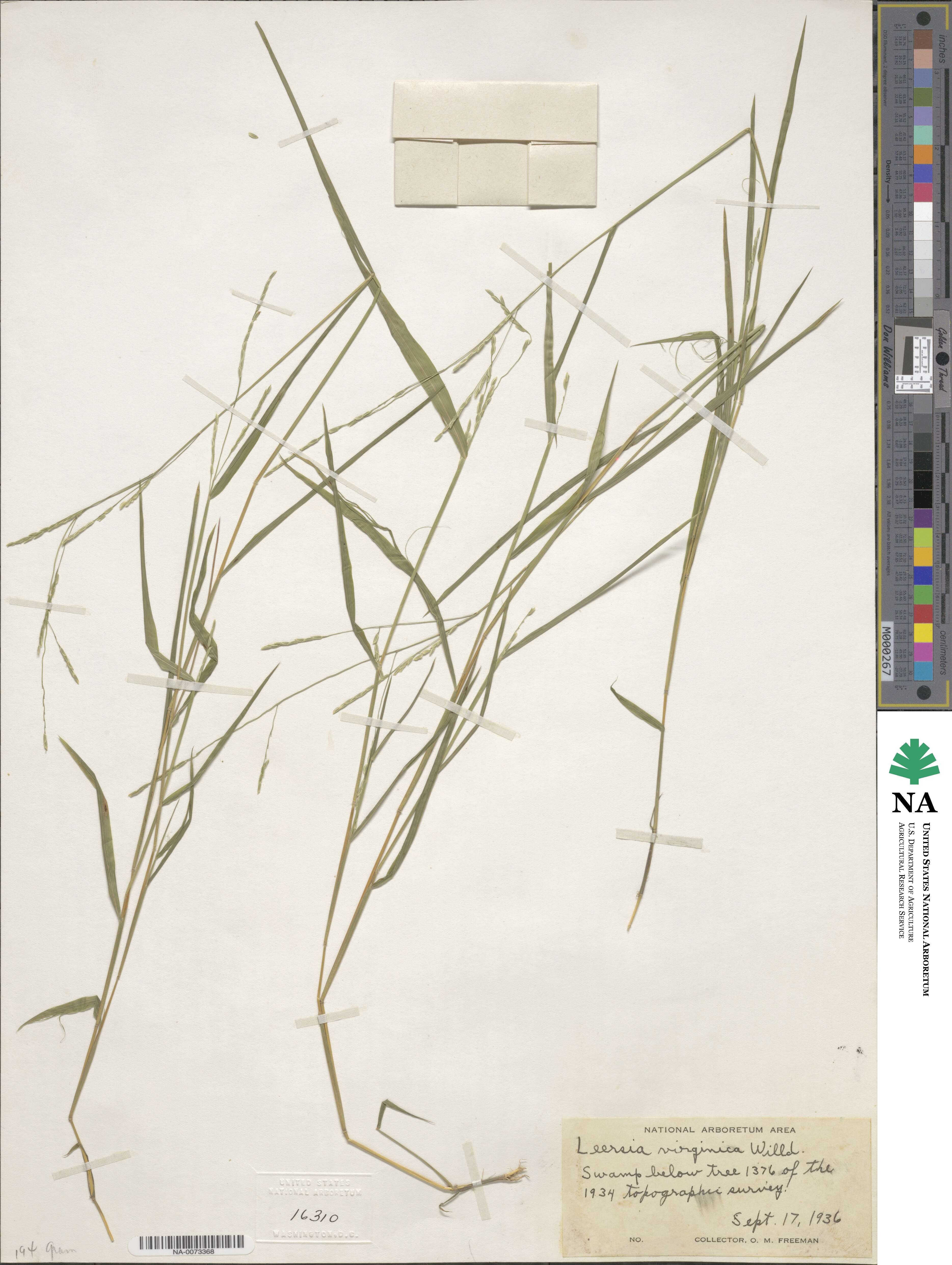 Leersia virginica image