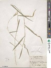 Leersia hexandra image