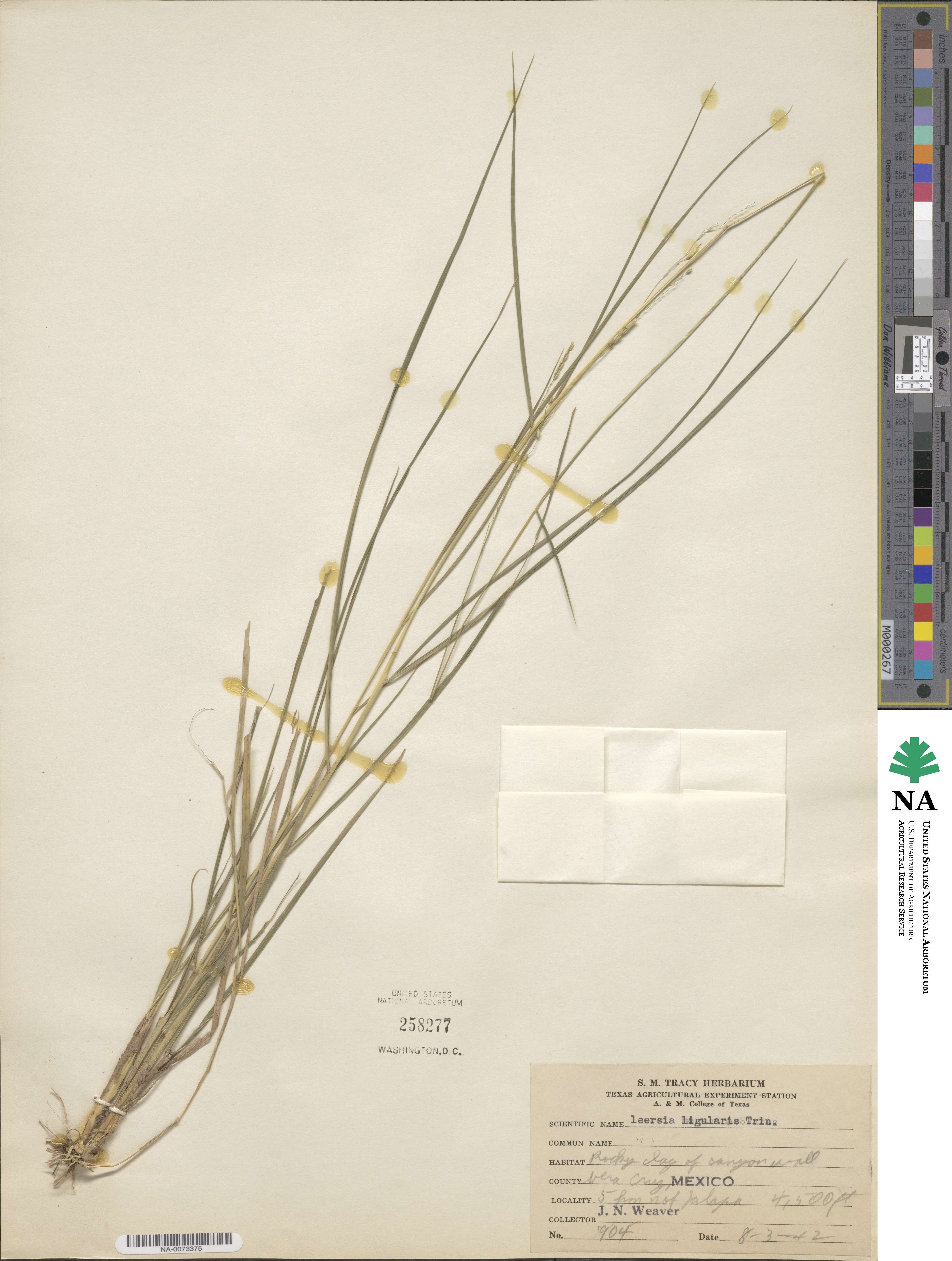 Leersia ligularis image