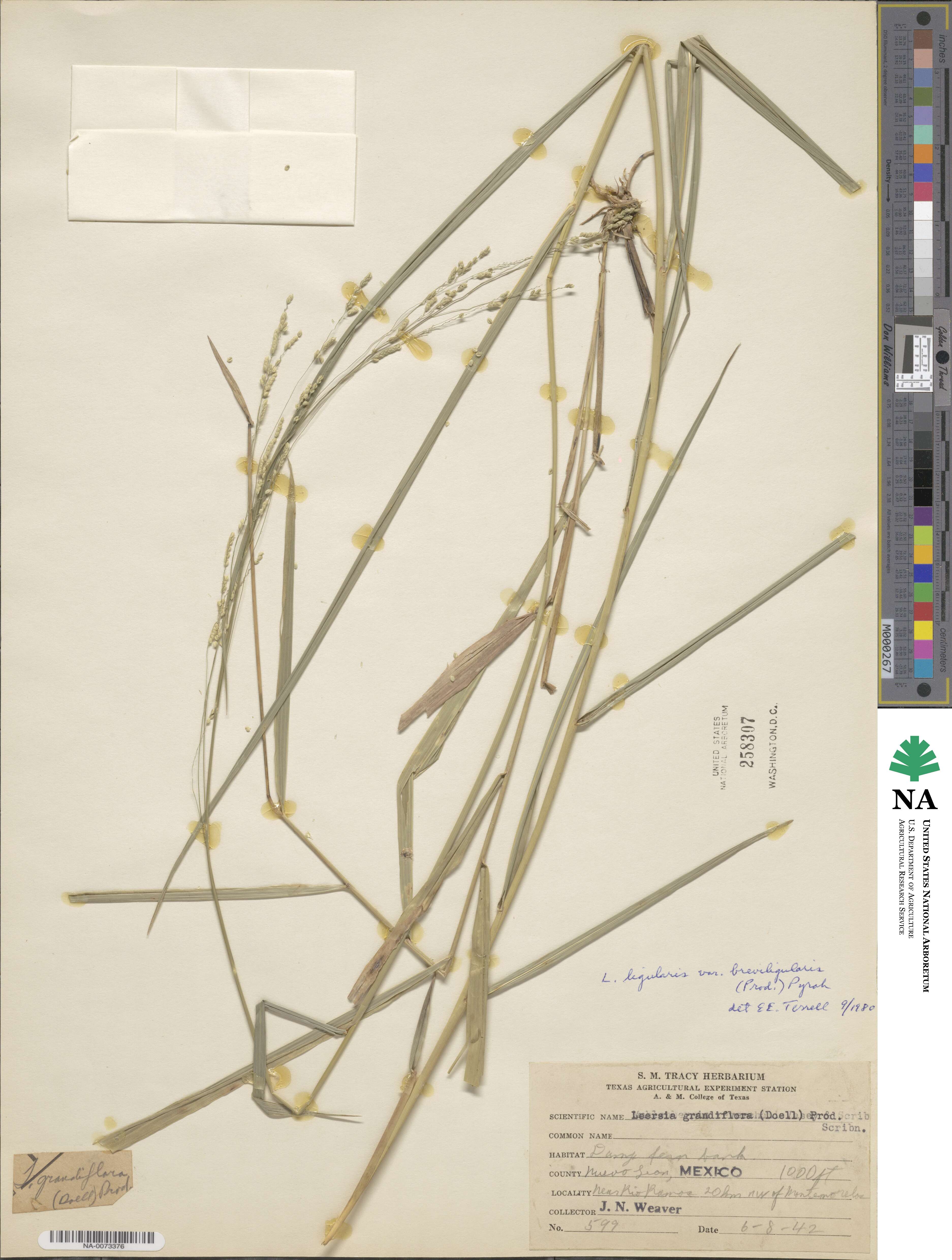 Leersia ligularis var. breviligulata image