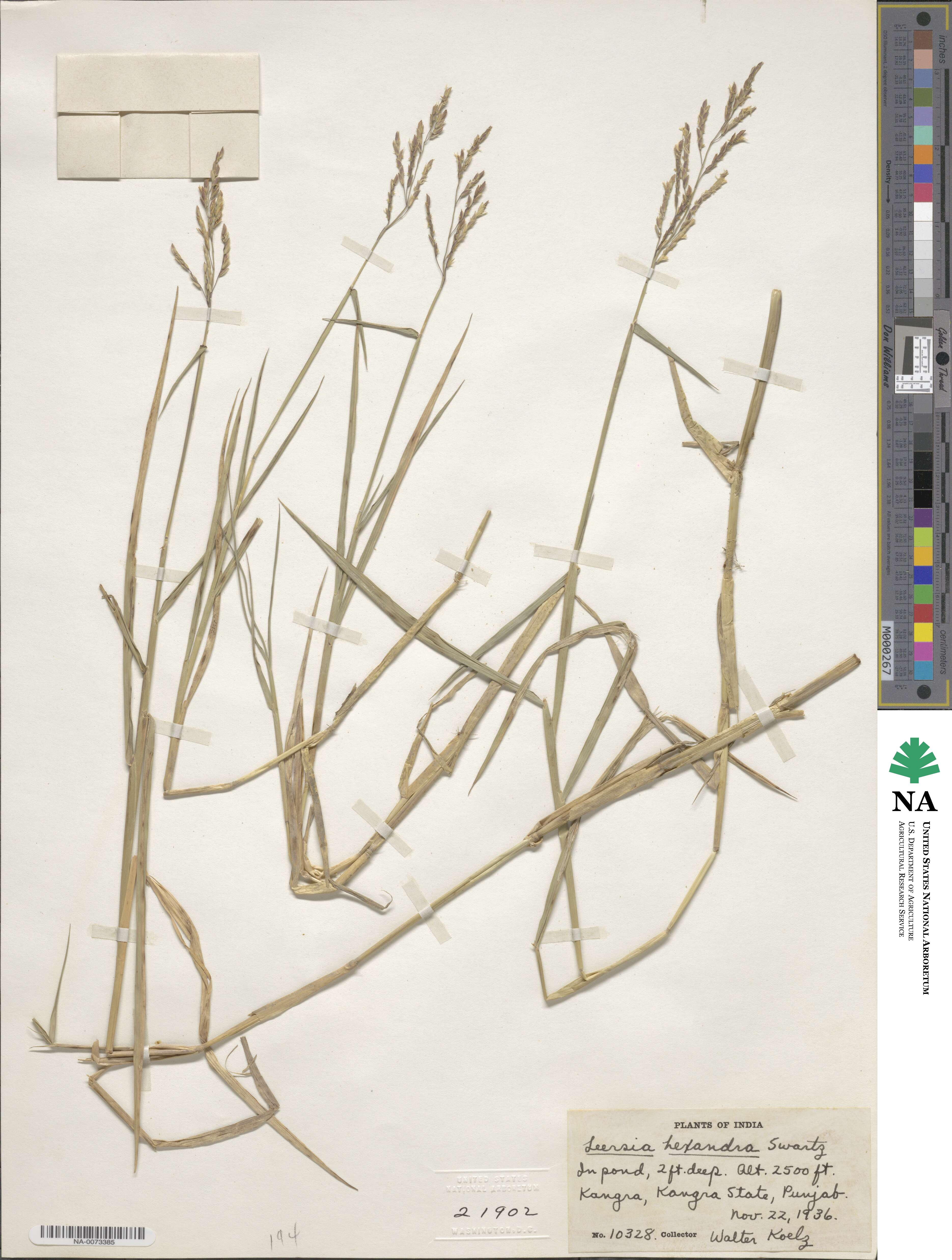 Leersia hexandra image