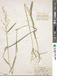 Leersia oryzoides image