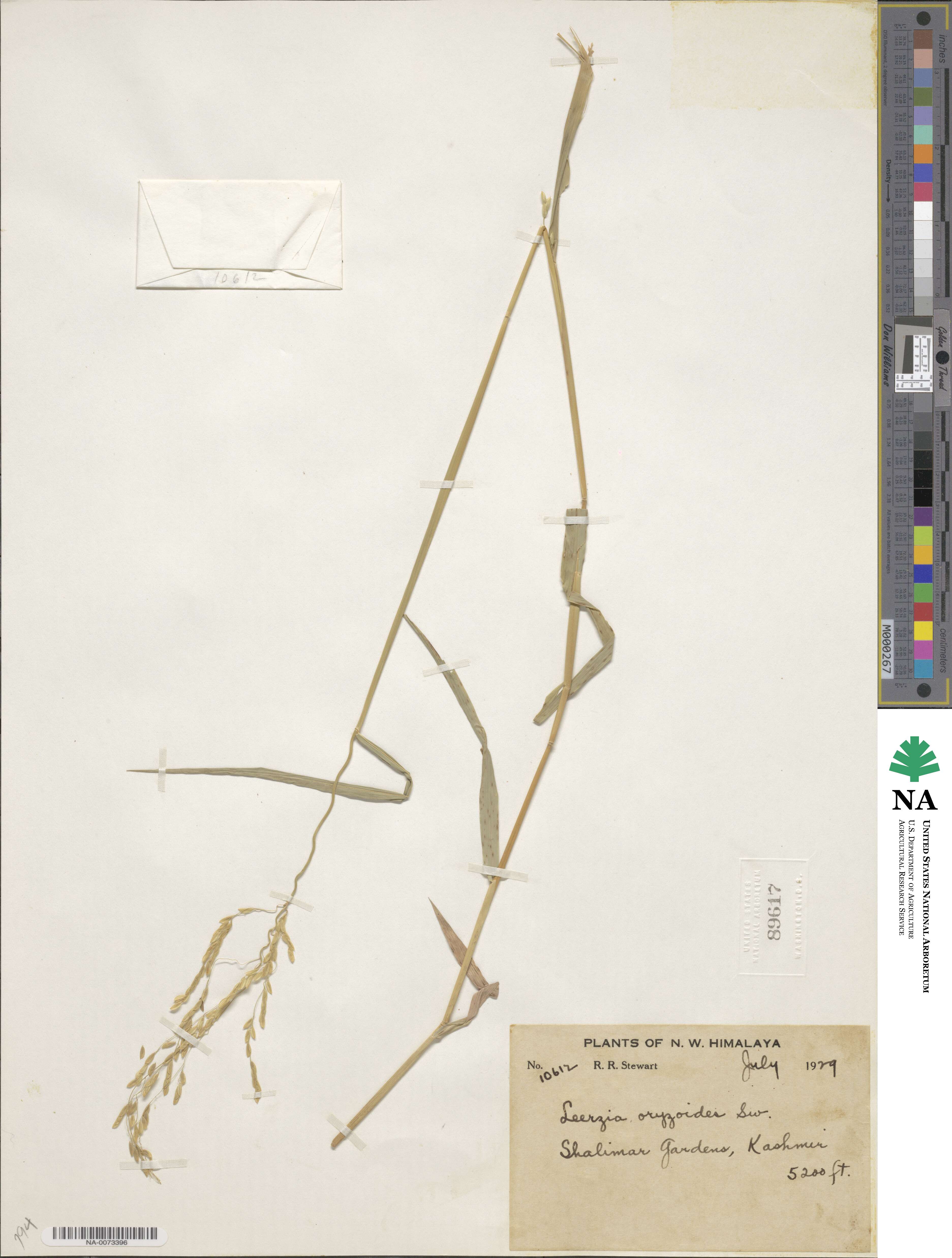 Leersia oryzoides image