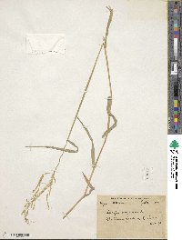 Leersia oryzoides image