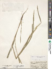 Leersia oryzoides image