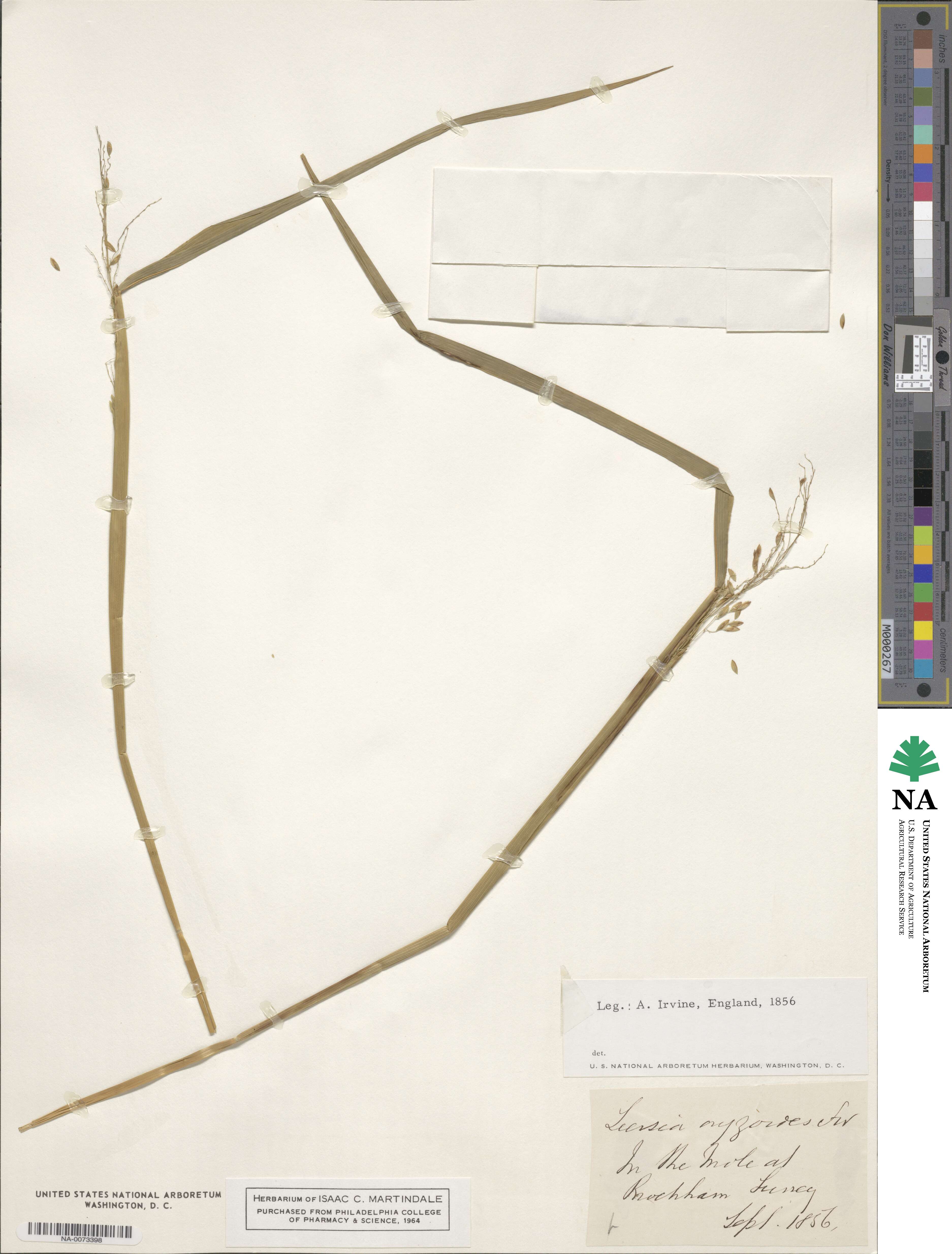Leersia oryzoides image