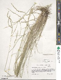 Disakisperma dubium image