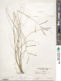 Disakisperma dubium image