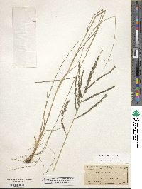 Disakisperma dubium image