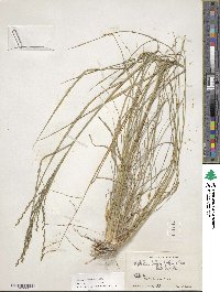 Disakisperma dubium image