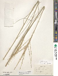 Disakisperma dubium image