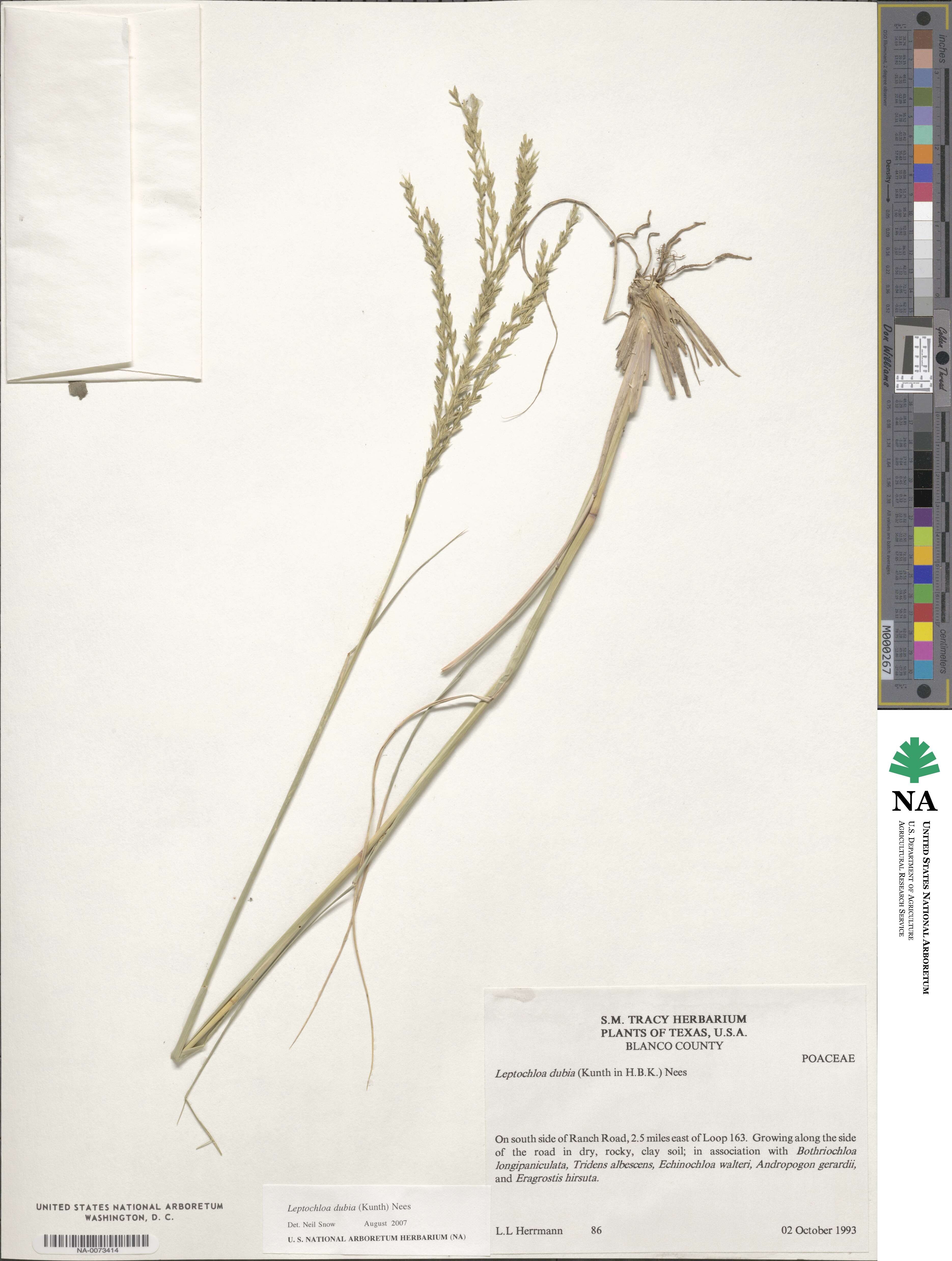 Disakisperma dubium image