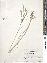 Disakisperma dubium image