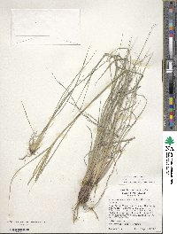 Disakisperma dubium image