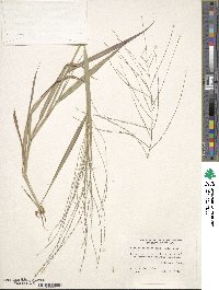 Leptochloa panicea subsp. brachiata image