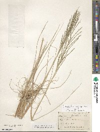 Diplachne fusca subsp. uninervia image