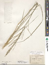 Diplachne fusca subsp. uninervia image