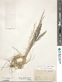 Diplachne fusca subsp. uninervia image