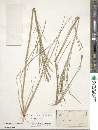 Diplachne fusca subsp. uninervia image