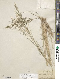 Diplachne fusca subsp. uninervia image