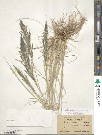 Diplachne fusca subsp. uninervia image