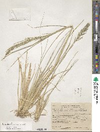 Diplachne fusca subsp. uninervia image