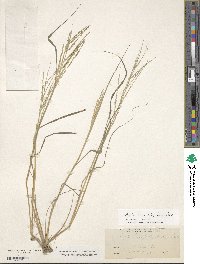 Diplachne fusca subsp. fascicularis image