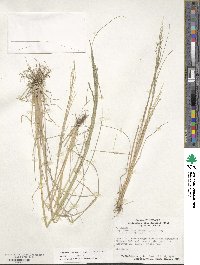 Diplachne fusca subsp. fascicularis image