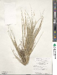 Diplachne fusca subsp. fascicularis image