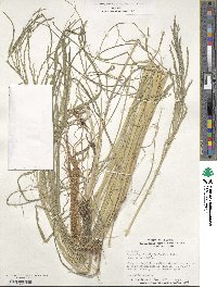 Diplachne fusca subsp. fascicularis image