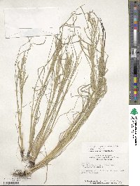 Diplachne fusca subsp. fascicularis image