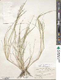 Diplachne fusca subsp. fascicularis image